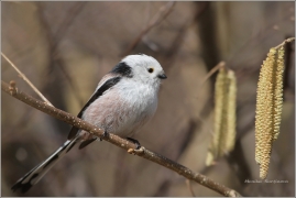<p>MLYNAŘÍK DLOUHOOCASÝ (Aegithalos caudatus) Šluknovsko /Long-tailed-tit - Schwanzmeise/</p>